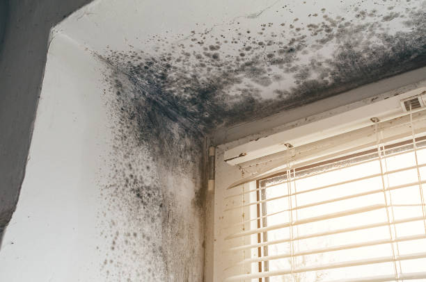 Affordable Mold Removal solutions in Lincroft, NJ